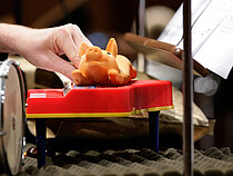 Ein Quietscheschweinchen wird als Orchesterinstrument bedient