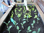 Frühbeet von oben fotografiert mit jungen Salatpflanzen und Händen der Gärtner*innen.