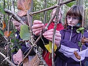 Landschaftskunst: Herbstblätter werden von Jugendlichen in ein Zweig-Gatter eingewebt.